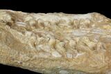 Fossil Mosasaur Jaws (Halisaurus) - Morocco #113039-4